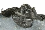 Enrolled Scotoharpes Trilobite - Boudib, Morocco #363012-4